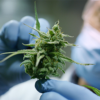 Cannabis Craft Growers